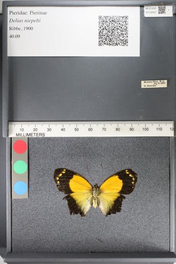 Media type: image;   Entomology 130067